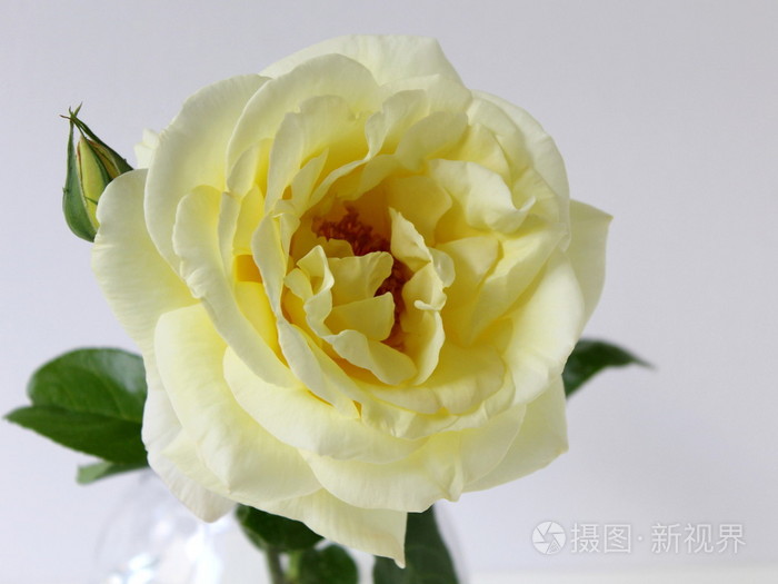 在白色背景上的黄色玫瑰花朵