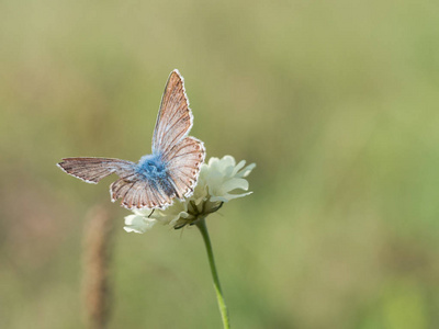 chalkhill 蓝 Polyommatus coridon 蝶坐在盛开的花朵上喂养