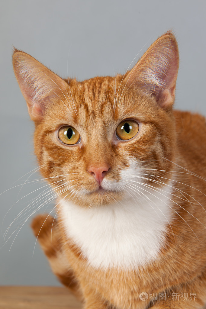 在灰色的背景上的红色大花猫照片 正版商用图片099kuw 摄图新视界