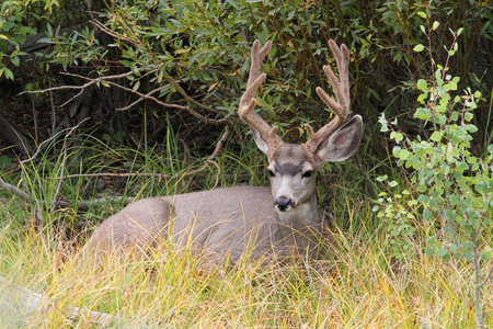 骡鹿 Odocoileus 野驴 巴克