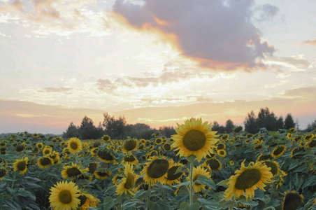 Sunlowers 在田野里。夏天的花朵。夕阳在花园里。日出在领域