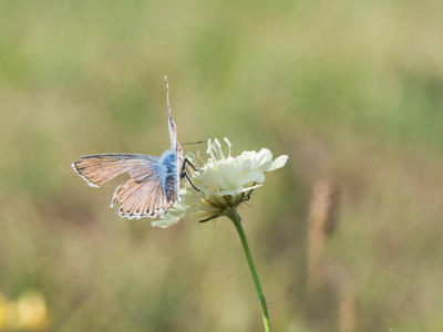 chalkhill 蓝 Polyommatus coridon 蝶坐在盛开的花朵上喂养