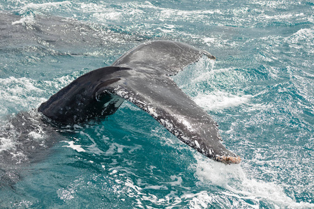 赫维湾以鲸鱼邮轮闻名。这是一条座座头鲸