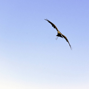 飞行黑风筝 Milvus migrans 在华威, 沃里克郡, 英国