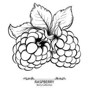 设置美丽的水彩画花环与绣球花, 无花果, 覆盆子覆盆子混合水果和浆果