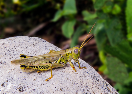 Grashopper 白石头上