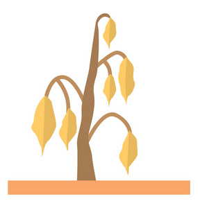 因干旱和阳光而枯萎的植物照片