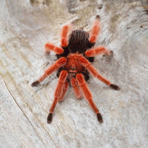 Birdeater 蜘蛛蛛 Brachypelma boehmei 在天然林环境中。明亮的红色五颜六色的巨型蜘蛛