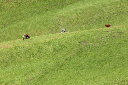 在意大利 val di funes 的山上凝山上的奶牛, 欧洲多洛米特人