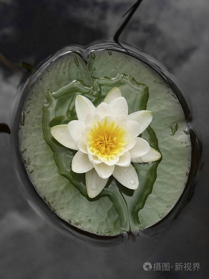 在水中看到的欧洲白睡莲