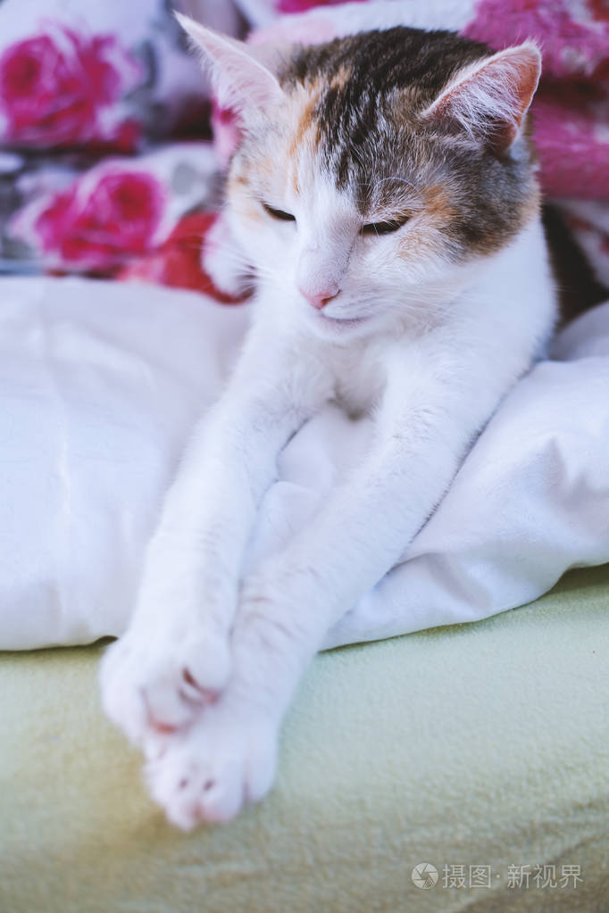 猫睡在粉红色的床上