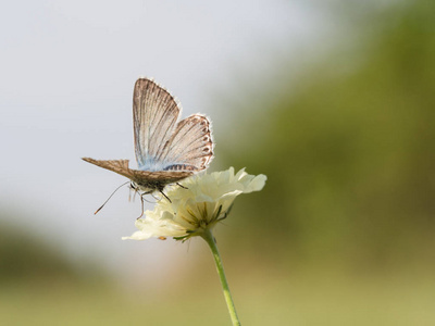 chalkhill 蓝 Polyommatus coridon 蝶坐在盛开的花朵上喂养