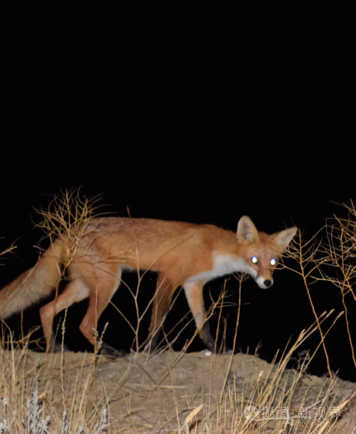 红狐狗一样的动物狐狸晚上在田野里寻找食物