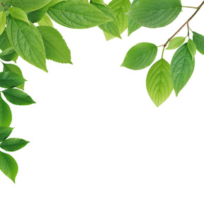 树叶边框照片