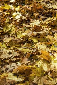 秋天落叶落在森林的地上。四季如画的背景