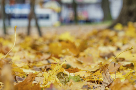 秋天落叶落在公园的地面上。四季如画的背景