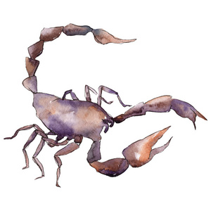 异国情调的蝎子野生昆虫在水彩画风格中被隔离。昆虫的全名 蝎子