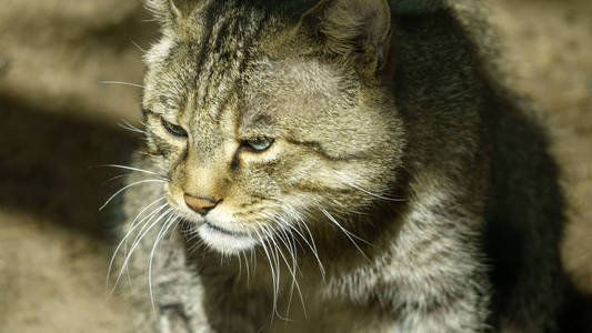 野森林里的猫特写在地上