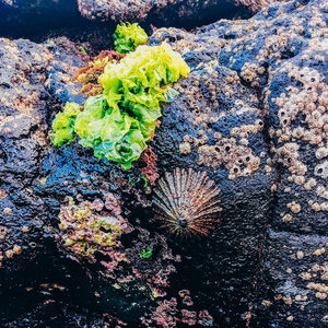 贝壳自然背景。生物 oceanvibes