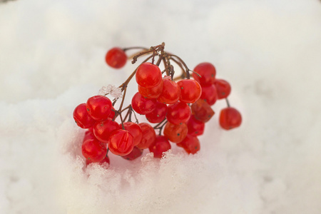 红色浆果的荚蒾在雪上