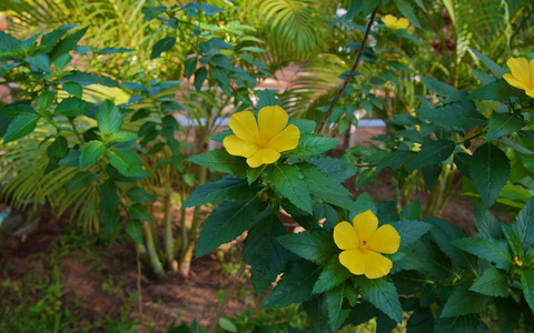 越南phu quoc有十个