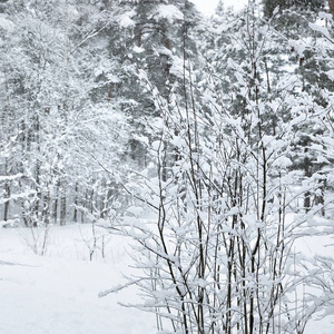 拉脱维亚森林中的小灌木在新鲜的白雪下