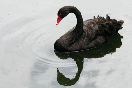 天鹅的尾巴黑天鹅照片