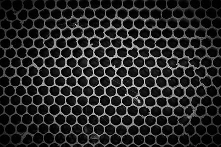 蜜蜂触角结构图图片