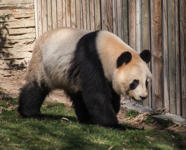熊猫生物学图片