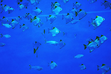 多彩多姿的水族馆鱼, 海藻和珊瑚在深蓝水在海洋中心