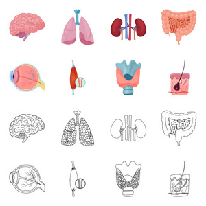 物体和人类符号的孤立对象。收集身体和医学矢量图标的股票