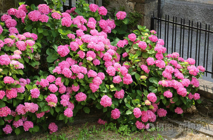 花绣球上的粉红色花朵在春天盛开在小屋的花园里