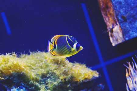 多彩多姿的水族馆珊瑚礁鱼, 浣熊 Butterflyfish, 海藻和珊瑚在深蓝水在海洋中心