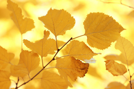 在模糊的背景上有金色叶子的小树枝。秋日