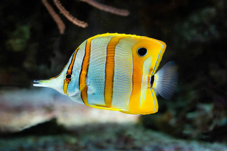 鱼 Chelmon rostratus带状 Longsnout Butterflyfish, 盐水