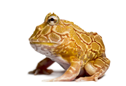 阿根廷角蛙，ceratophrys 蛙 isola 的侧视图