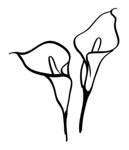 海芋花插画 海芋花手绘 海芋花卡通图 摄图新视界