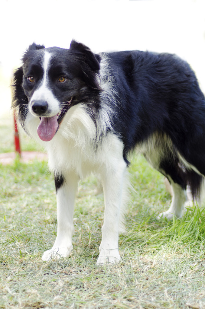 边牧犬 图片欣赏图片