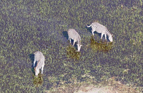 在奥卡万戈三角洲的野生非洲斑马博茨瓦纳鸟瞰图