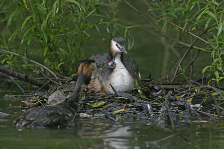 大朱鹮鷉，podiceps cristatus