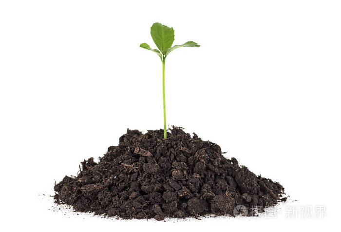 白底土壤中柠檬树幼苗生长的研究