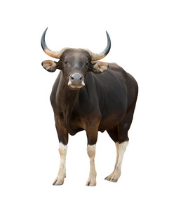 之感病率男性的雄牛隔离照片