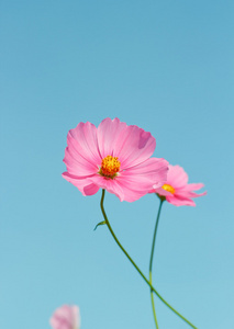 波斯菊花海与彩色滤光片的天空