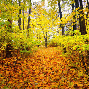 秋天的小巷里的老公园。里加，拉脱维亚