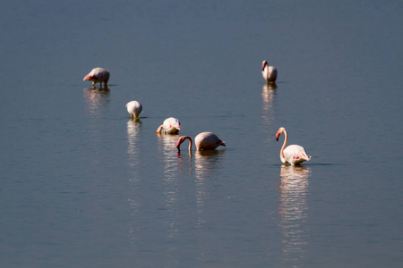 在阳光明媚的日子里, 粉红色的火烈鸟在湖里休息