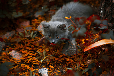 在草地上玩耍的小猫