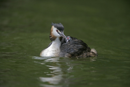 大朱鹮鷉，podiceps cristatus