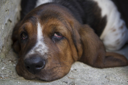 狗巴塞特猎犬, 选择性聚焦和小景深