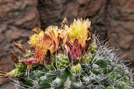 开花的仙人掌在亚利桑那州索诺拉沙漠国家纪念碑附近亚利桑那州凤凰城