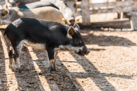 站在农场的畜栏黑色可爱的小猪